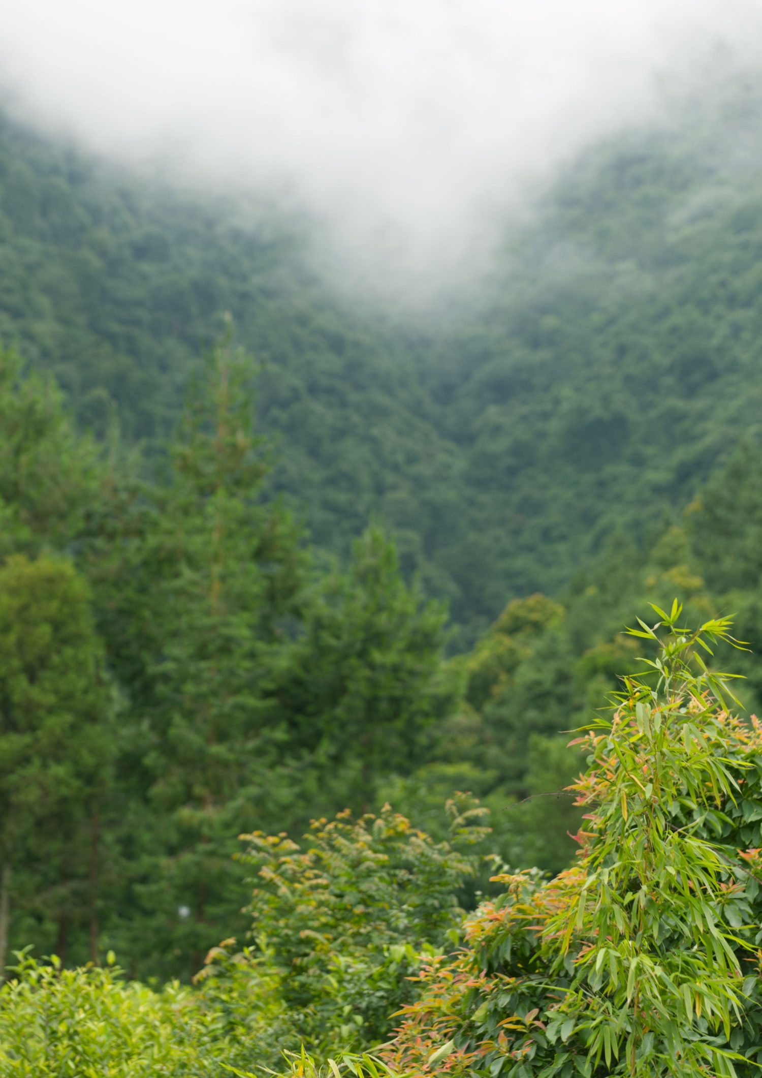 Forest Immersion Therapy: How Jungle Wellness Amplifies Ayurvedic Healing