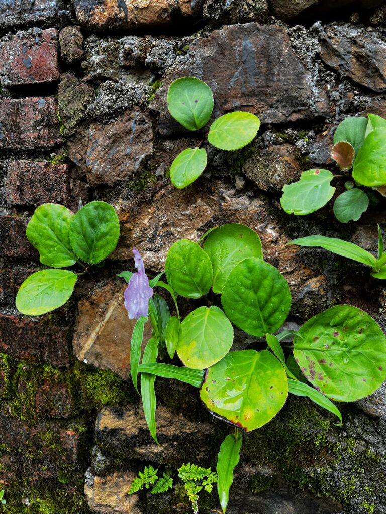 13 nights 14 days Menstrual Harmony & PCOS Wellness Retreat