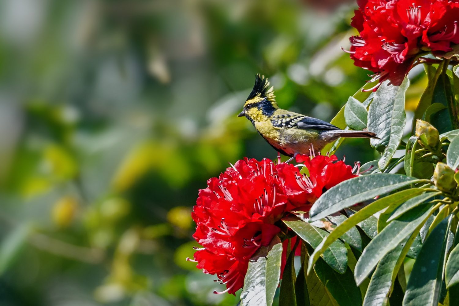 13 Nights 14 Days Anxiety Relief & Mind-Body Wellness Retreat