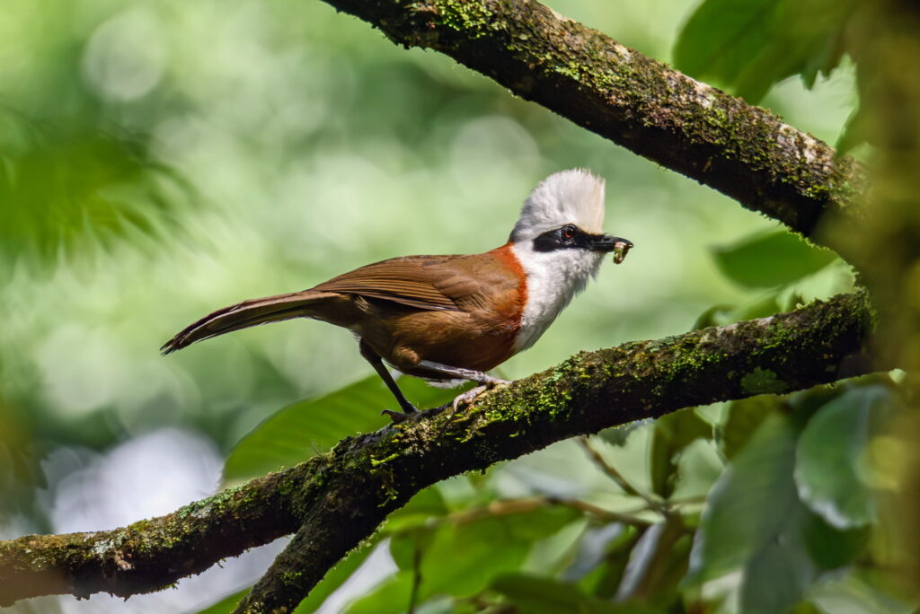 Top 50 Beautiful Birds In and Around Jungle Mahal