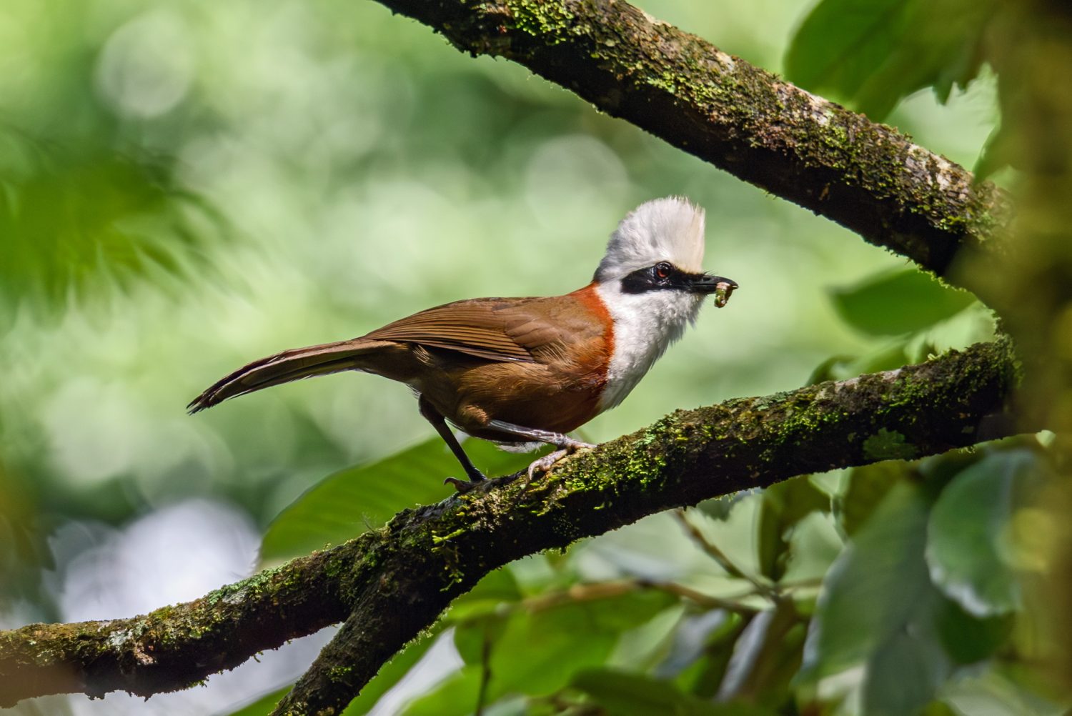 The top 50 Beautiful Birds In and Around Jungle Mahal